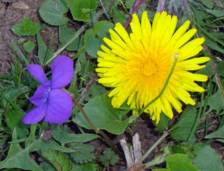 violet and dandelion