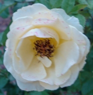 16 Rose 2a