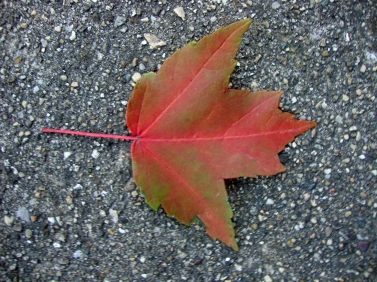 Leaf red